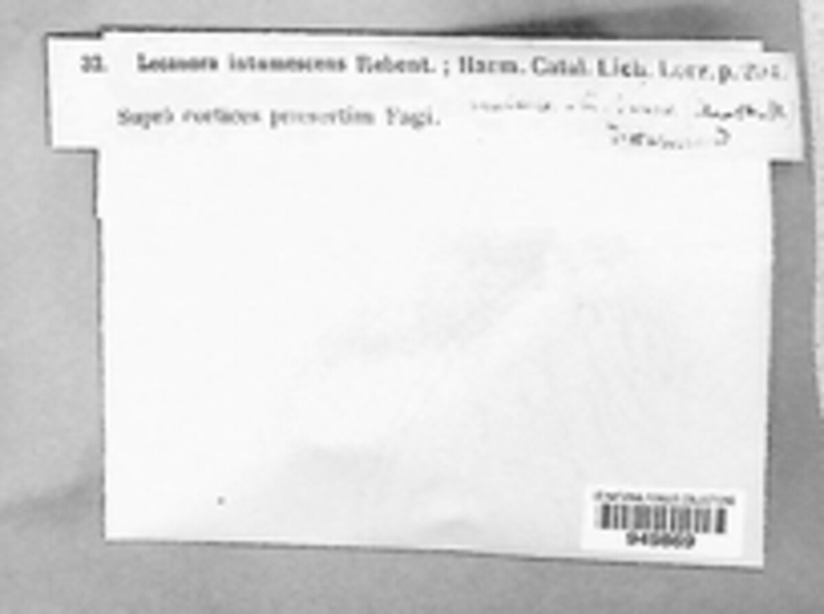 Lecanora intumescens image